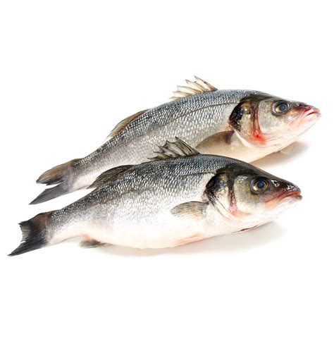 european fish|European seabass .